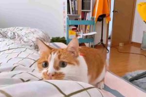 猫咪的迷惑行为 萌宠出道计划