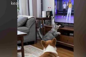 就没见过这么嚣张的猫