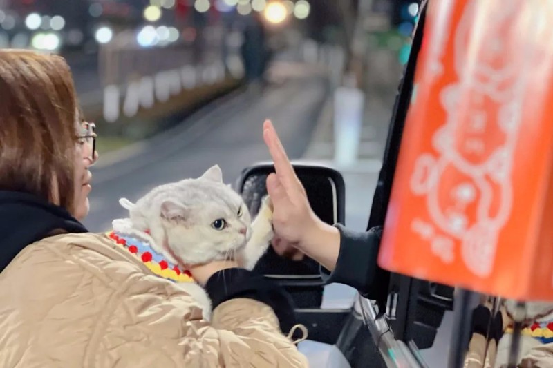 阿里公益宠物友好顺风车