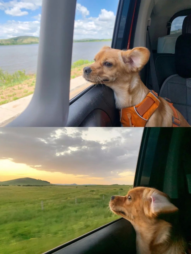 宠物坐顺风车