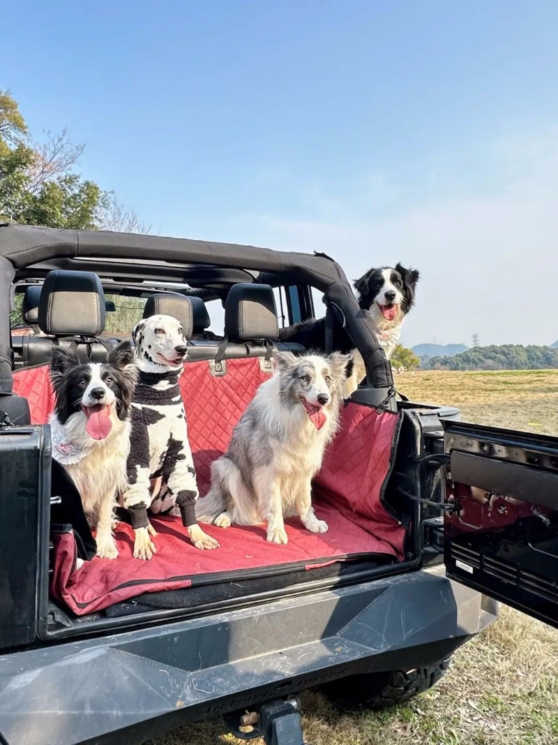 宠物顺风车出行