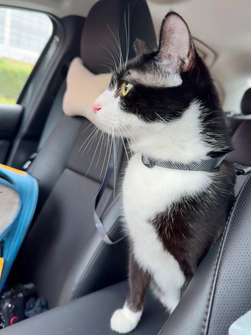 宠物顺风车出行