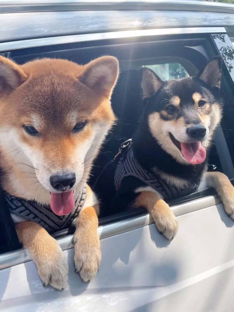 宠物顺风车出行