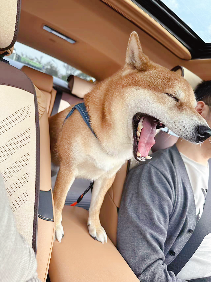 宠物顺风车出行