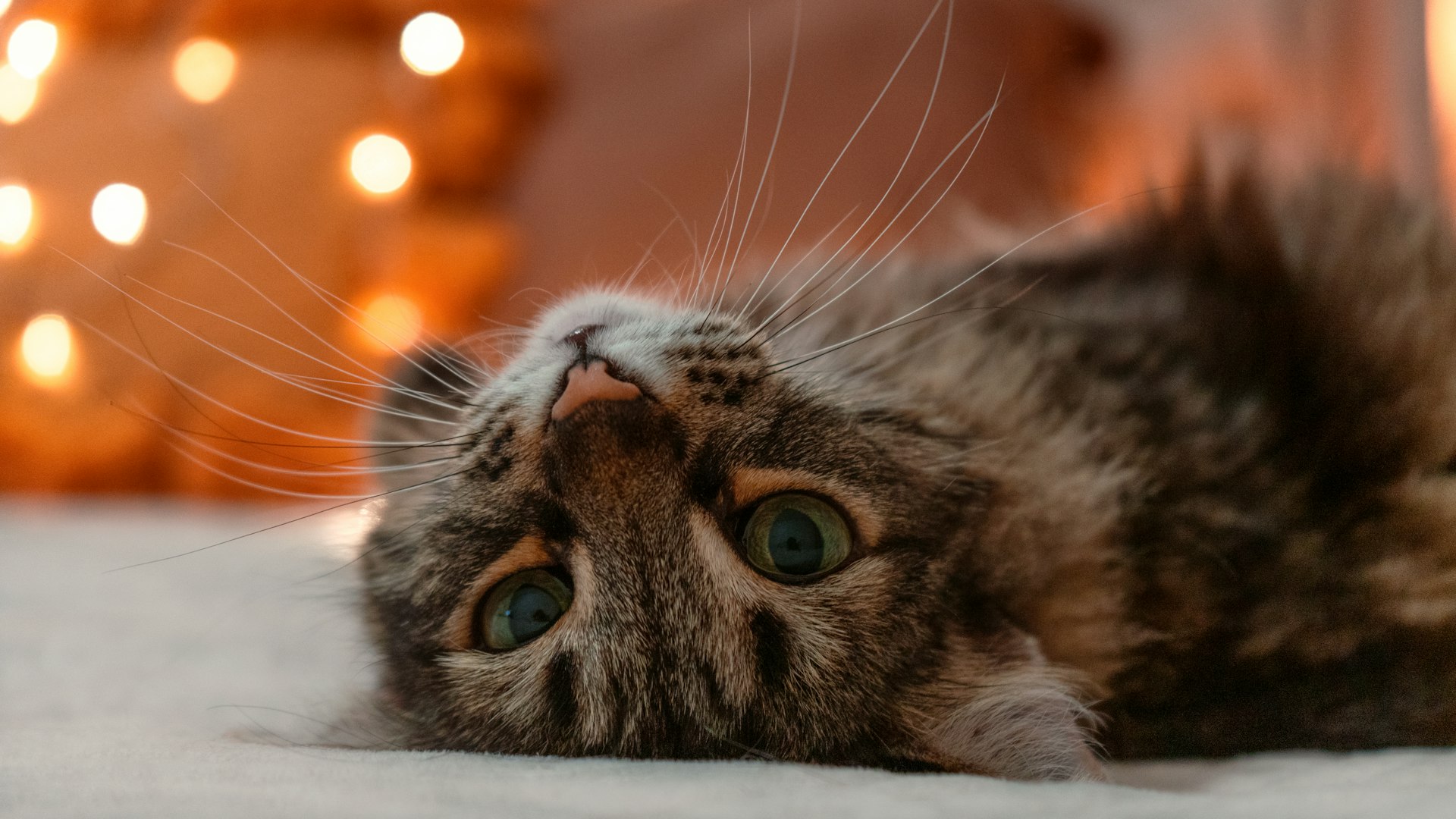 仰躺在地板上的猫