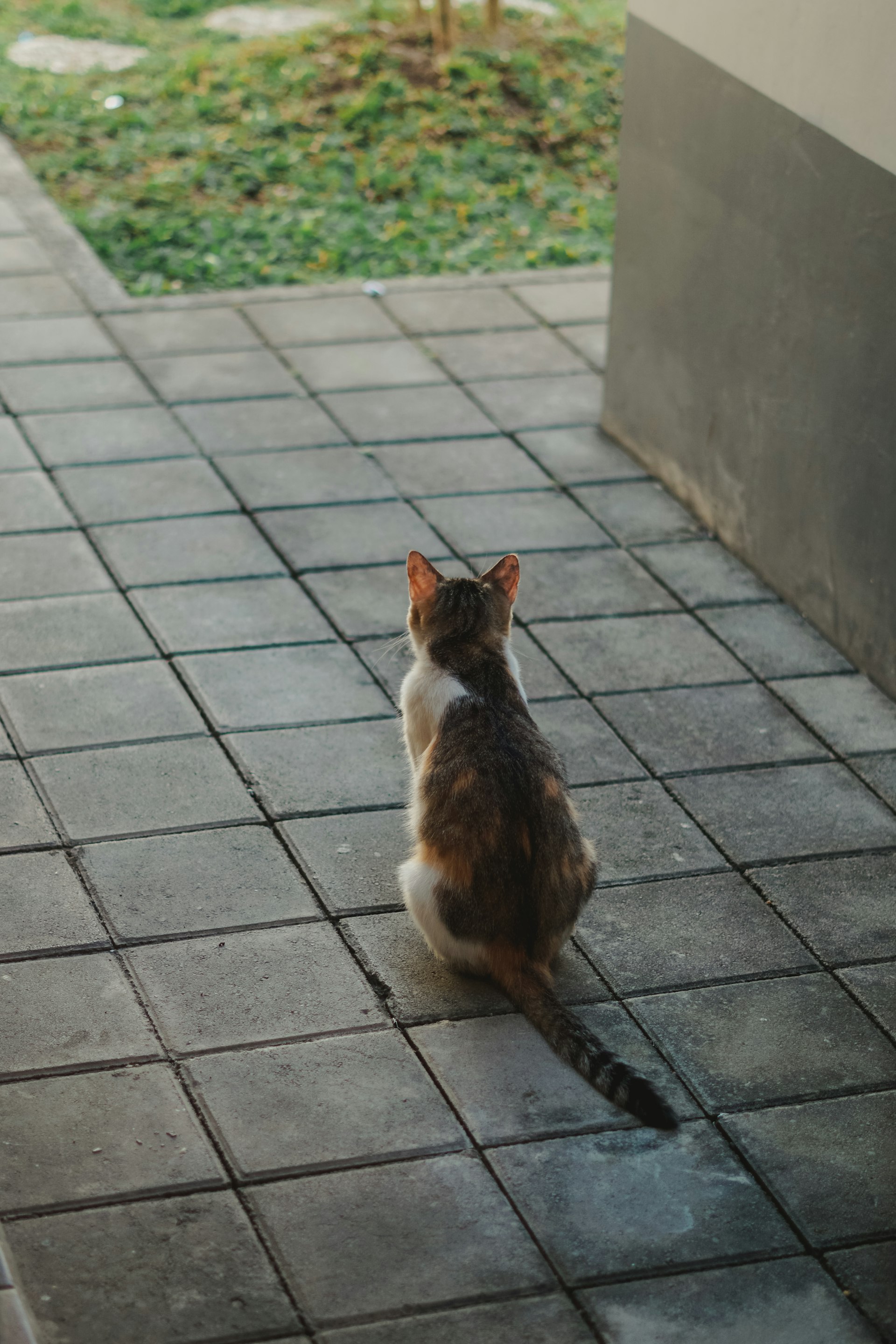 坐在地上看东西的猫