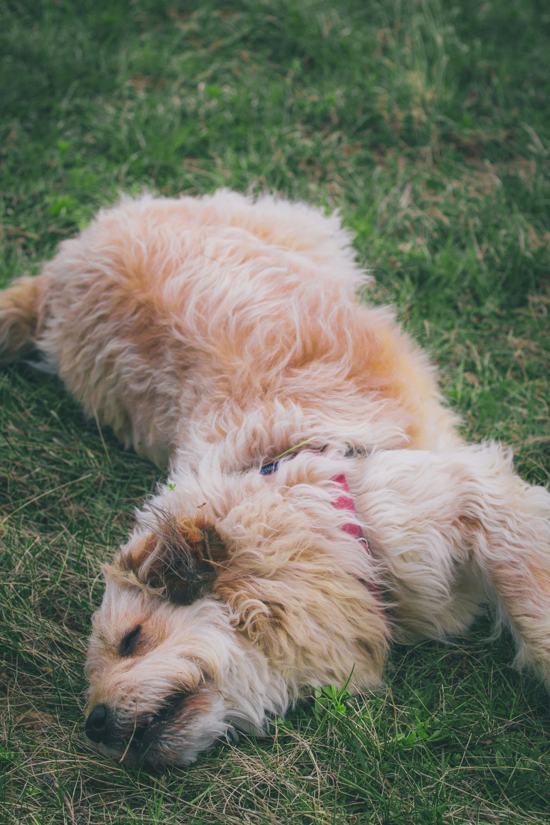 躺在草地上的长毛狗