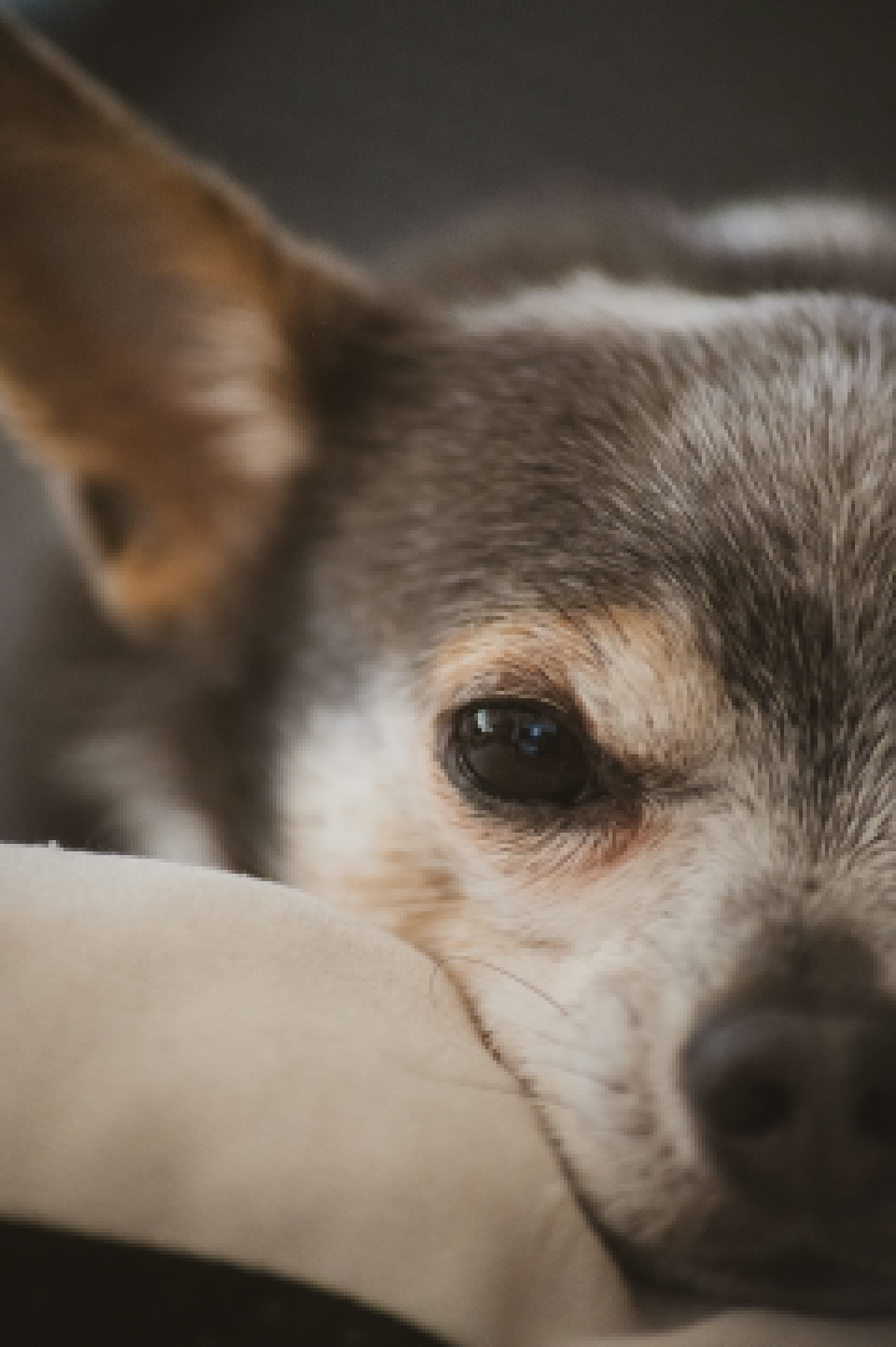 枕头上躺着的狗特写