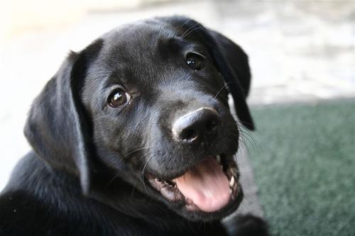 拉布拉多犬 19