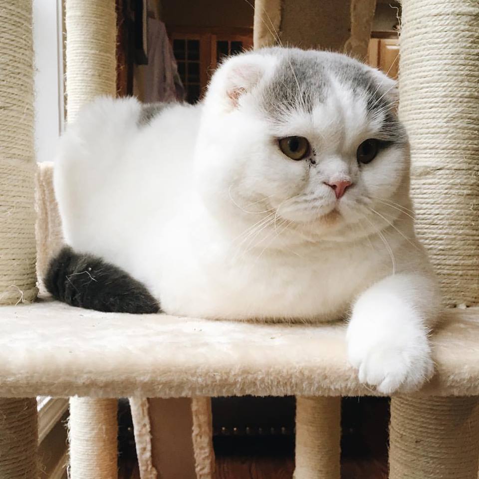 苏格兰折耳猫 2