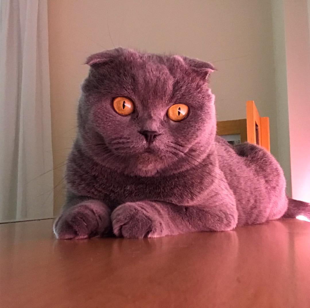 苏格兰折耳猫 4