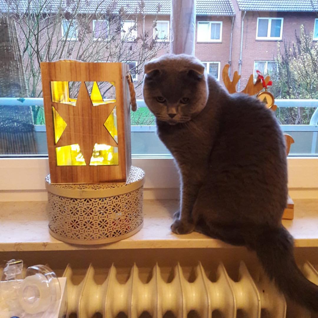 苏格兰折耳猫 11