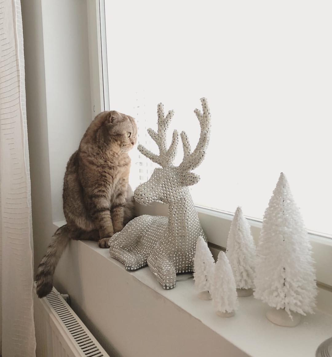 苏格兰折耳猫 12