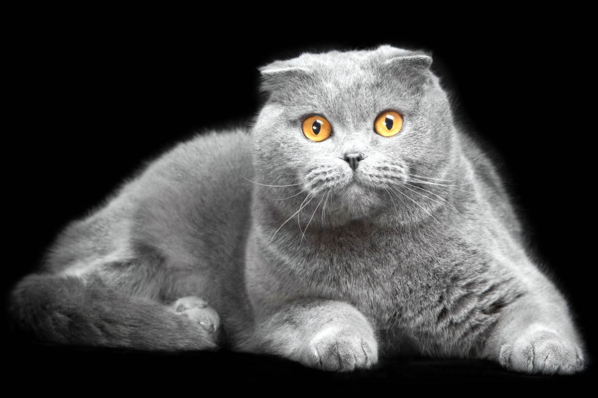 苏格兰折耳猫 17