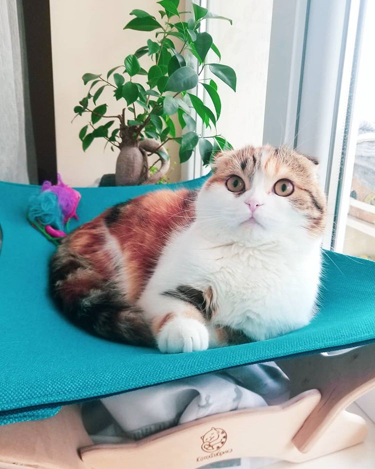 苏格兰折耳猫 20