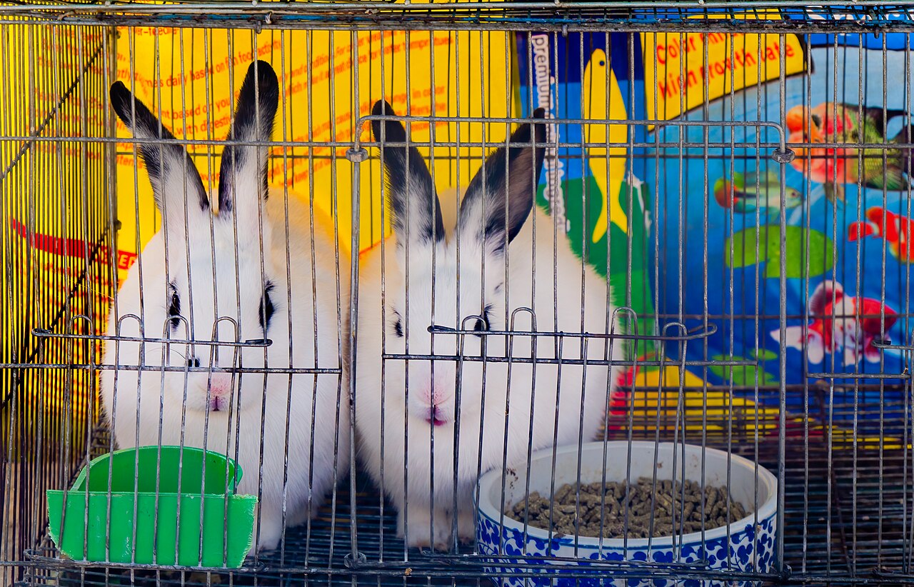 宠物店兔子