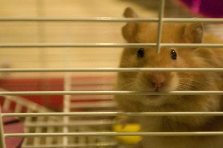 笼中仓鼠