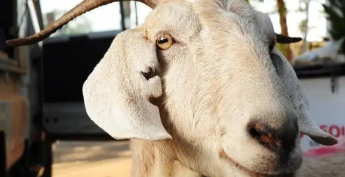 四角羊生前照片