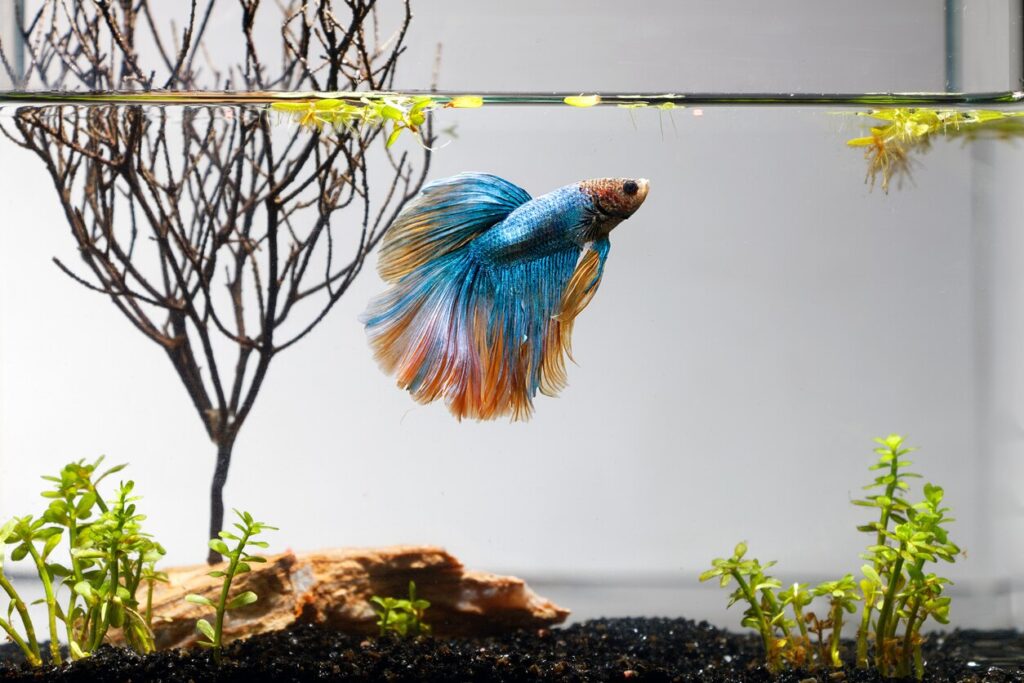 blue and yellow betta fish in a tank
