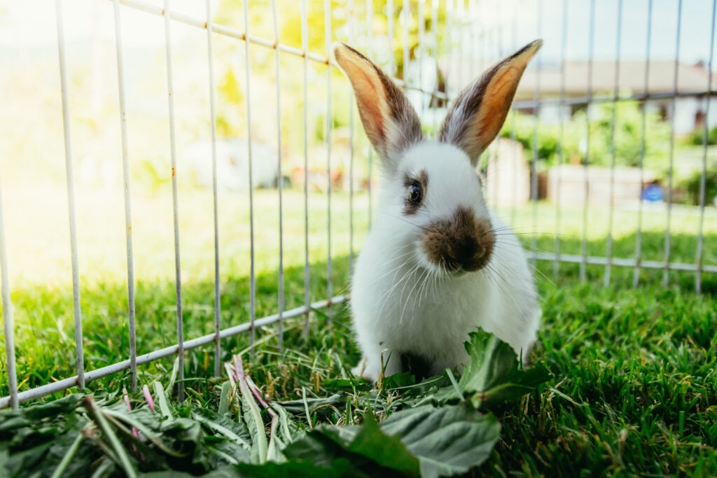 rabbit cage guide; a rabbit plays outside in an enclosure.