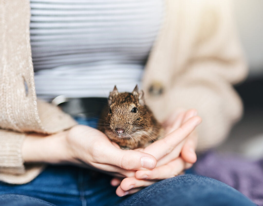 caring for a degu; a pet parent holds a degu.