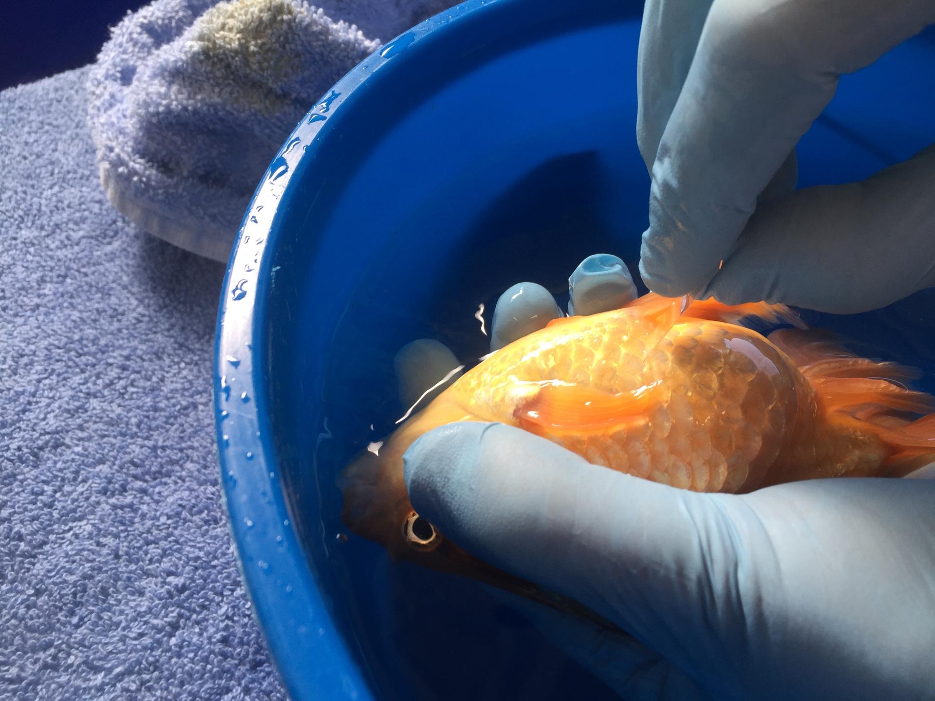 鱼鳞刮片