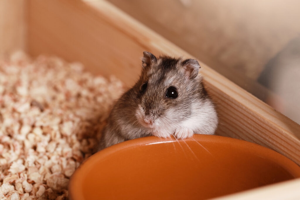 hamster cataracts; a hamsters looks up from his food bowl.