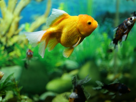 水族箱中游泳的金鱼