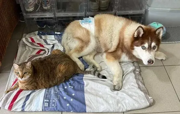 哈士奇窝窝被霸佔!他眼神求救爸　结果“猫主子一凶”全家都投降