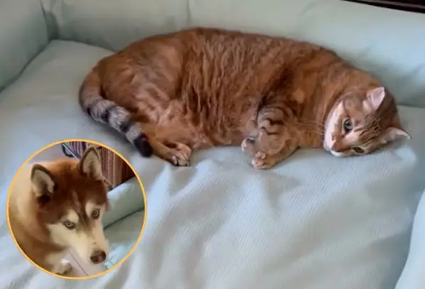 哈士奇窝窝被霸佔!他眼神求救爸　结果“猫主子一凶”全家都投降