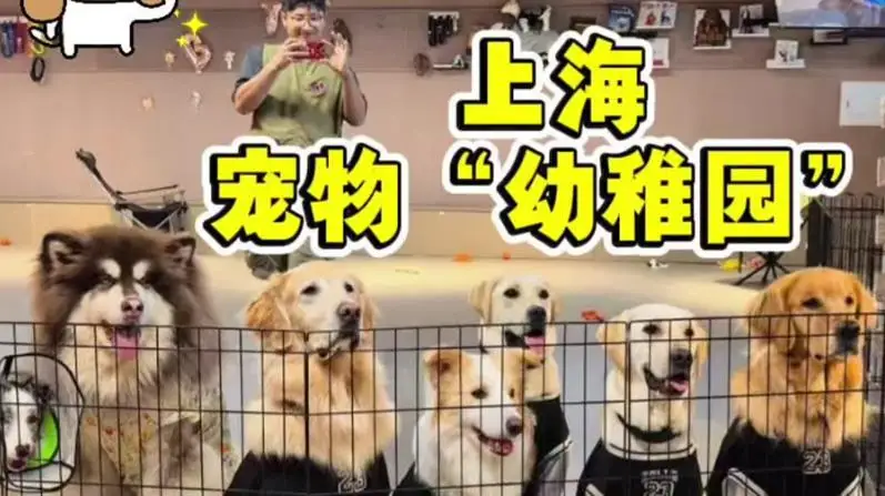 我去上班，狗去“入托”，开在产业园区的<a href=https://www.vso.com.cn/ target=_blank class=infotextkey>宠物</a>“幼稚园”受欢迎