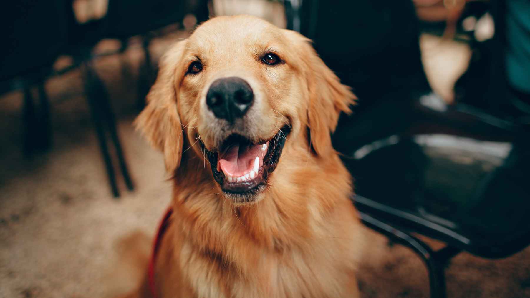 金毛犬DNA行为情绪研究