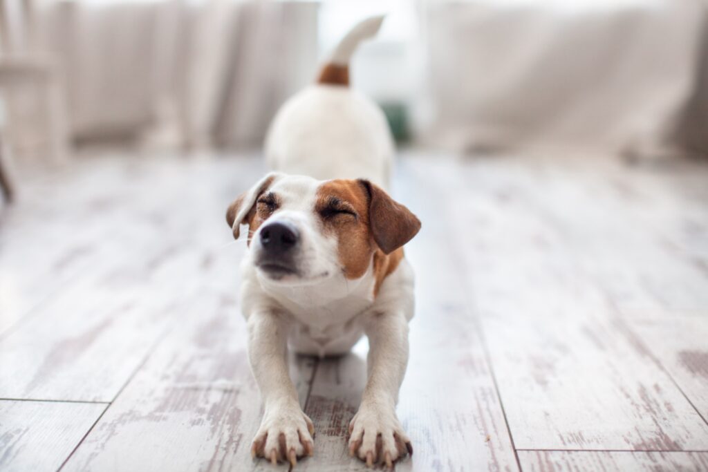 杰克罗素梗犬伸展身体