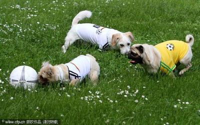 狗狗和足球的世界杯欢乐时光