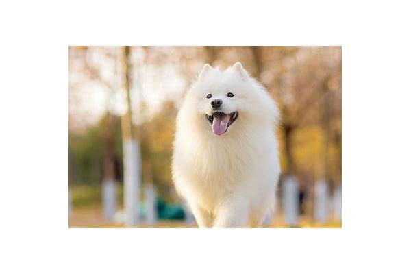 走红的可爱狗狗