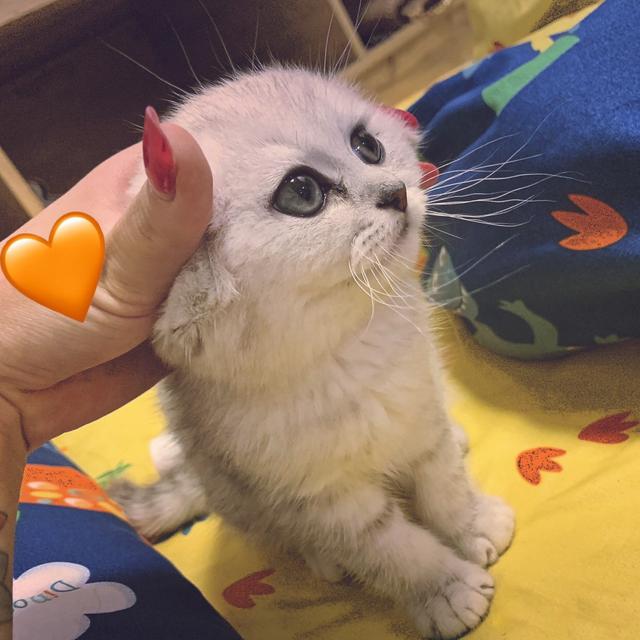 网红小姐姐与她的超可爱猫咪 配图2