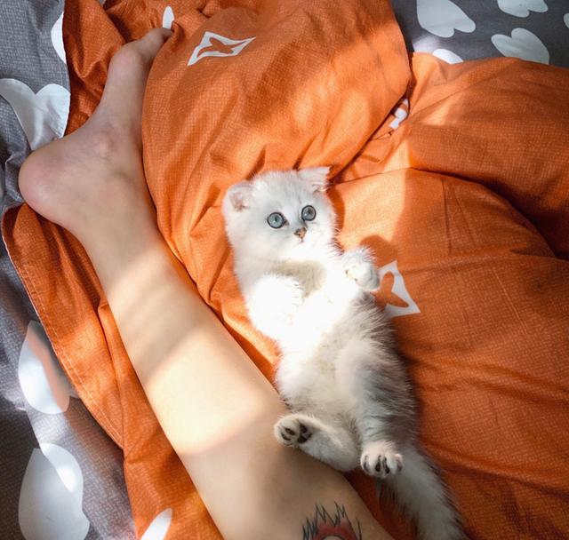 网红小姐姐与她的超可爱猫咪 配图3