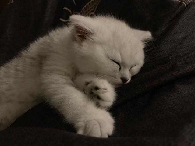 网红小姐姐与她的超可爱猫咪 配图4