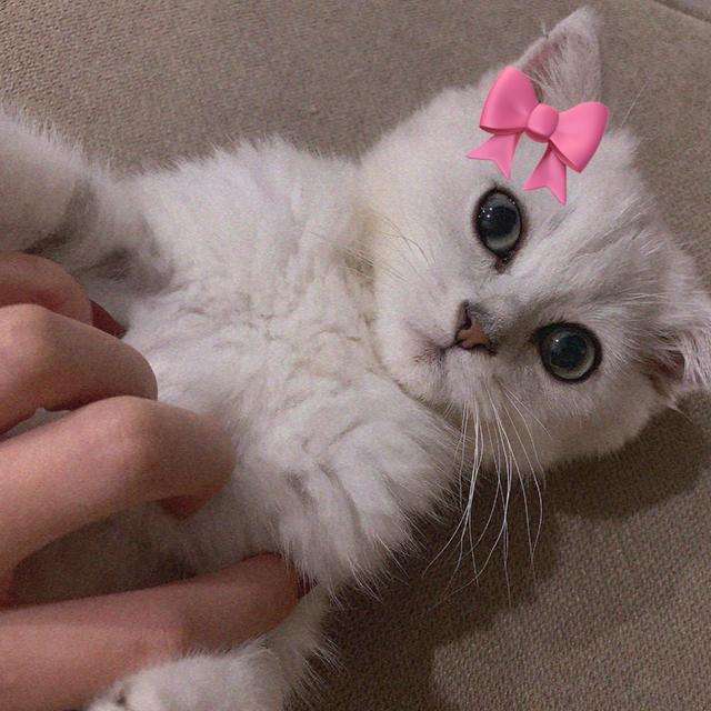 网红小姐姐与她的超可爱猫咪 配图6