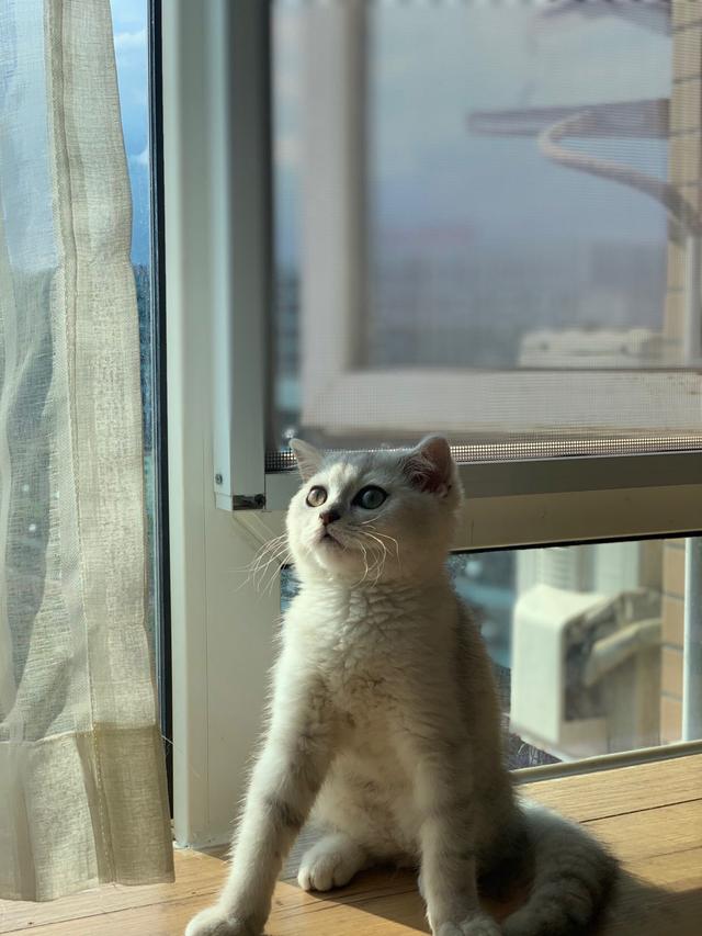 网红小姐姐与她的超可爱猫咪 配图7