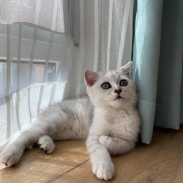 网红小姐姐与她的超可爱猫咪 配图8